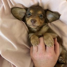 Mocha - Chocolate male Dachshund puppy in Stamford, Texas from West Texas Miniature Dachshunds