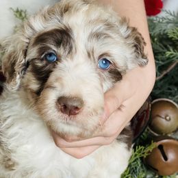 Aussiedoodle Puppies from North Mountain Doodles