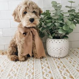 Goldendoodle and Golden Retriever Puppies from Canterbury Canines