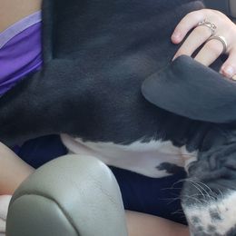 Great Dane Puppies from Gentle Giants of Tennessee Great Danes