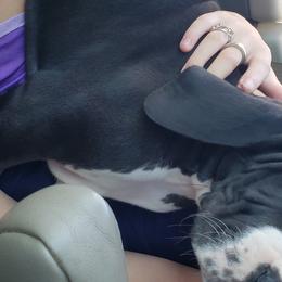 Great Dane Puppies from Gentle Giants of Tennessee Great Danes