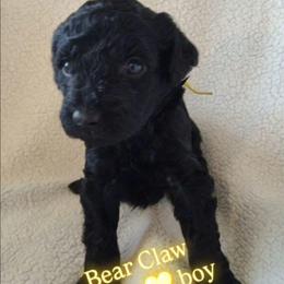 Bear Claw - yellow boy - Black male Goldendoodle puppy in Stevensville, Montana from 3 Willows Doodles