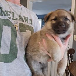 Margo - Sable female German Shepherd puppy in Buckfield, Maine from Levesques German Shepherds