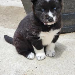 Siberian Husky Puppies from Moonlight Siberian Huskies