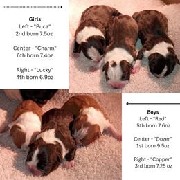 Boston Terrier and French Bulldog Puppies from Reds Studio