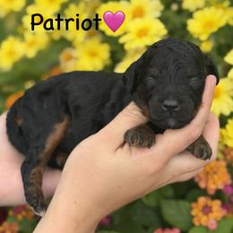Patriot - Black phantom female Aussiedoodle puppy in Lancaster, Minnesota from Finney Ranch