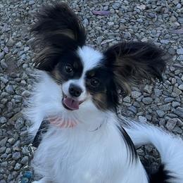 Papillon puppies from Mishmo's Shibas and Papillons
