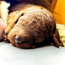 Basil - Red  male Poodle puppy in Jensen Beach, Florida from Pineapple Poodles
