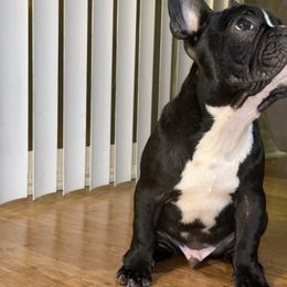 French Bulldog Puppies from French OG Los Ángeles