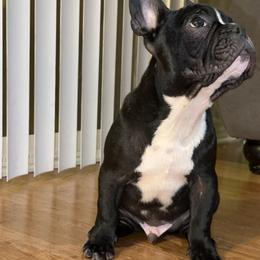 French Bulldog Puppies from French OG Los Ángeles