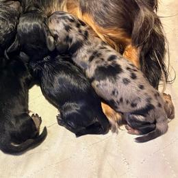 Dapple female - Black and tan female Dachshund puppy in Medina, Ohio from STORIED DOXIES