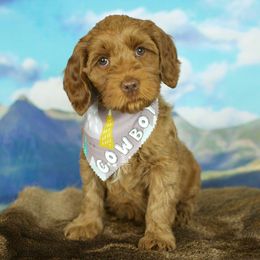 Australian Labradoodles from Mountain Sky Doodles