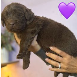 Newfoundland puppies from Beatty Newfies