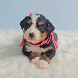 Capri - Tri-color female Bernedoodle puppy in Russell Springs, Kentucky from 270 Doodles