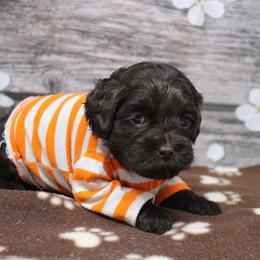 Orange collar Zulu - Caramel male Australian Labradoodle puppy in Provo, Utah from EllsWORTH Labradoodles LLC