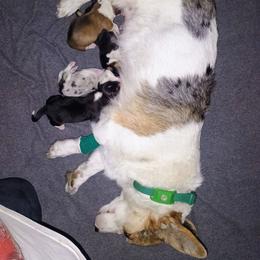 Hawk - Black and tan female American Corgi puppy in Ellensburg, Washington from Faery Mount Farm