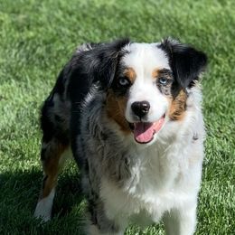 Miniature Australian Shepherds from ME Kennels