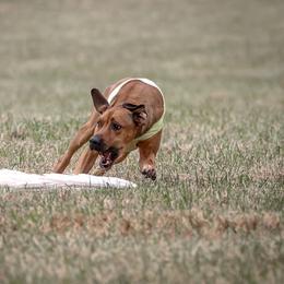 Rhodesian Ridgeback and Xoloitzcuintli All Grown Up from Venus Rhodesian Ridgebacks