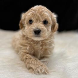 Jenkins - Apricot male Maltipoo puppy in Lebanon, Kentucky from Mosaic Merle Doodles