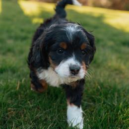 Jade - Tri-color female Bernedoodle puppy in Eatonville, Washington from Mt. Rainier Doodle Dogs