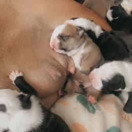 Bulldog Puppies from Dampier Bulldogs Mo