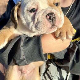 Hunk - Bulldog puppy from Chrinchen Kennel