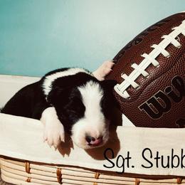 Border Collie Puppies from SoCal Border Collies