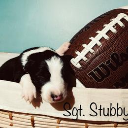 Border Collie Puppies from SoCal Border Collies