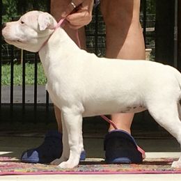 Staffordshire Bull Terrier Puppies from Rockstaff Staffords