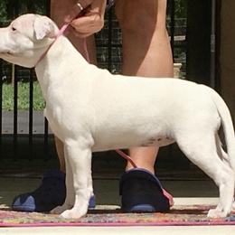 Staffordshire Bull Terrier Puppies from Rockstaff Staffords