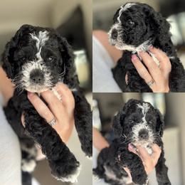 Snoopy - Black and white male Cockapoo puppy in Lafayette, Louisiana from Kinkade Kennels