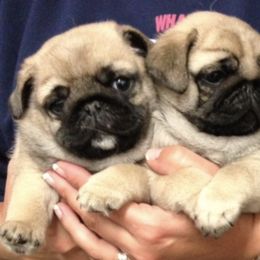 Pugs from Wind Valley Pugs