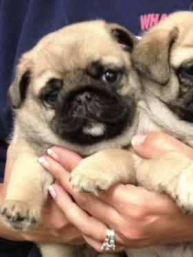 Couple outdoors with pug