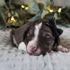 Stella - White and gold female Bordoodle puppy in Ashland, Ohio from Cherry Blossom Doodles