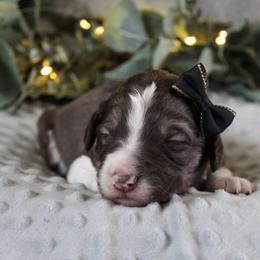 Stella - White and gold female Bordoodle puppy in Ashland, Ohio from Cherry Blossom Doodles