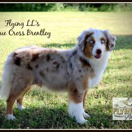 Brentley - Miniature Australian Shepherd