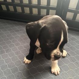 Boy 2 - White male Boxer puppy in Lakeland, Florida from Cote's Boxers