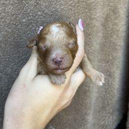 Norman - Red male Cockapoo puppy in Indiana from muddy boots cocker spaniels and cockapoos