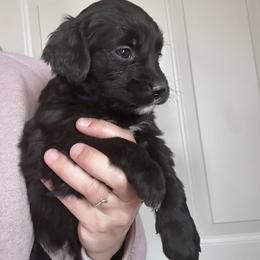 Girl 2 (Purple) - female Golden Mountain Dog puppy in Wyoming from Great Basin BMD