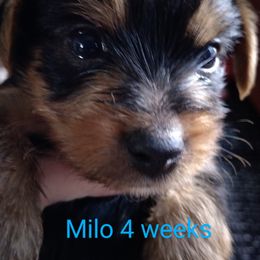 Yorkshire Terrier Puppies from Perfect Paws