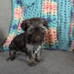 Dottie - Chocolate female Havanese puppy in Zanesville, Ohio from Charlotte Landry