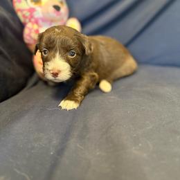 Ford - Red tri female Toy Australian Shepherd puppy in Medical Lake, Washington from MAS Gone Rogue