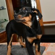 Girl 5 - Beauceron puppy from Shepherd's Heart Beaucerons