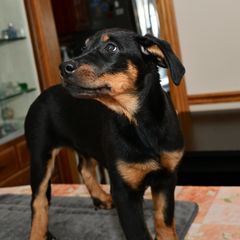 Girl 5 - Beauceron puppy from Shepherd's Heart Beaucerons