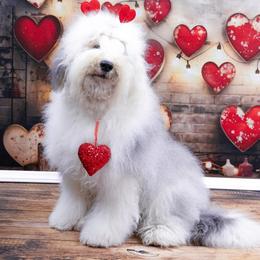 Zara - Old English Sheepdog
