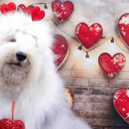 Zara - Old English Sheepdog