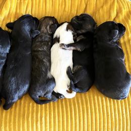 Lowchen Puppies from Calikij