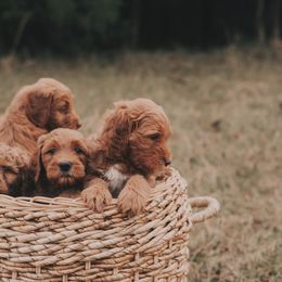 Goldendoodle Puppies from Joe and Dogs