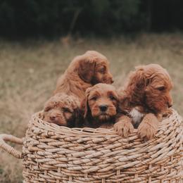 Goldendoodle Puppies from Joe and Dogs