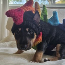 Girl 1 Petra - Black tan and white Miniature Bull Terrier puppy in Hollywood, Florida from Mini Bull Lane